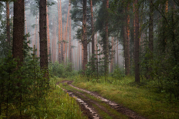 Morning in the forest / ***