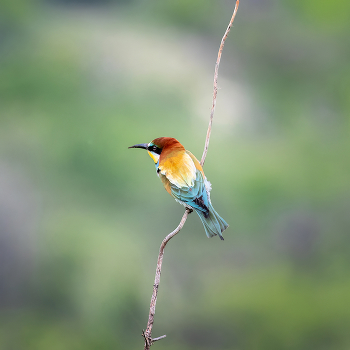 European bee-eater / ***