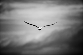 SEAGULL / ***