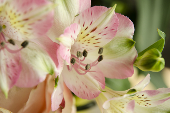 pistils stamen / ***