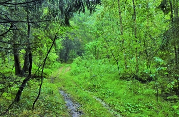 After the rain ... / ***