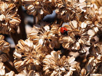 Ladybug / ***