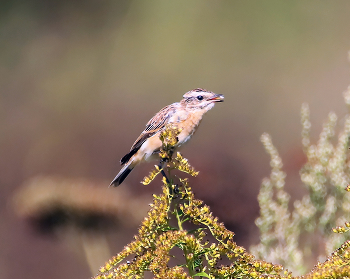 Whinchat / ***