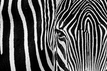 Zebra / Zebra