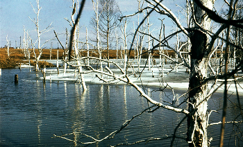 Spring is in the swamp / ***