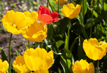 Tulips. / ***