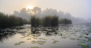 Foggy morning / ***