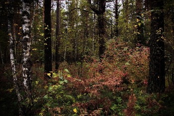 Autumn forest. / ***