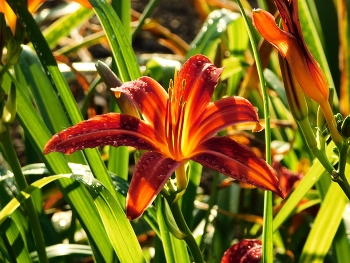 Autumn flowers / ***