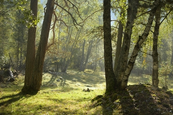 Morning in the forest / ***