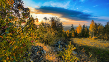 in the autumn forest / ***