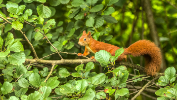 &nbsp; / Eichhörnchen auf Erkundungstour