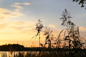 Rushes / ***