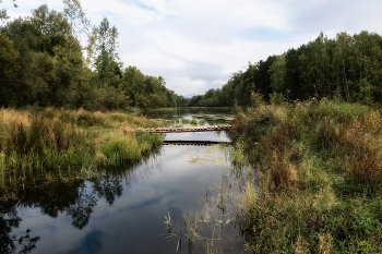 Old pond / ***