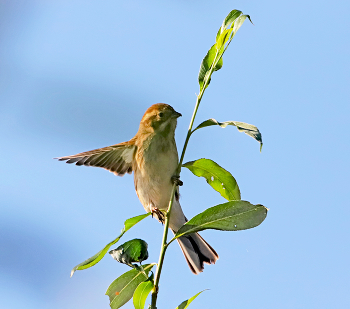 Reed bunting / ***