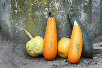 Autumn Still Life / ***