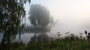 Foggy morning / ***