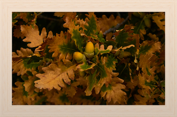 autumn / ***