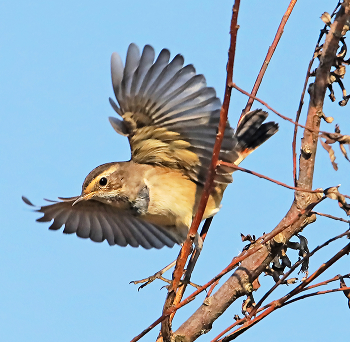 Bluethroat / ***