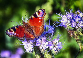 Peacock / ***