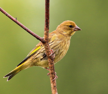 Young greenfinch / ***