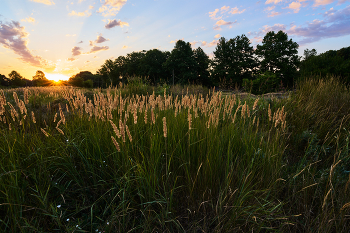 Grassland / ***