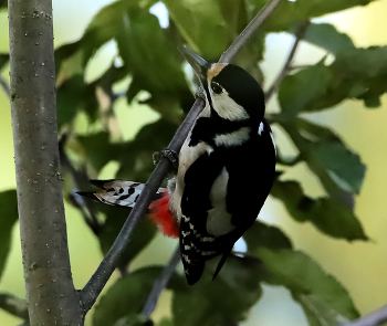 Morning gymnastics / ***