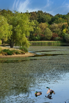 in the park / ***