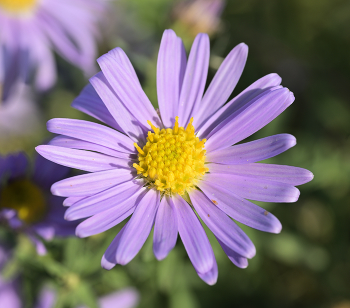 Aster / ***