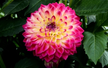 dahlia / ***