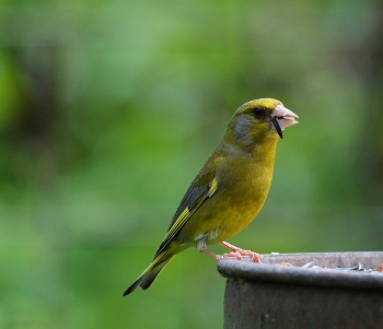 Yellow Wagtail / ***