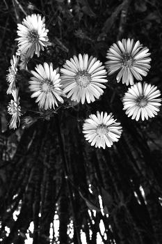 Life around / ***