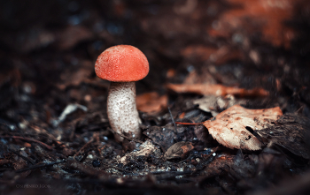 Orange-cap boletus / ***