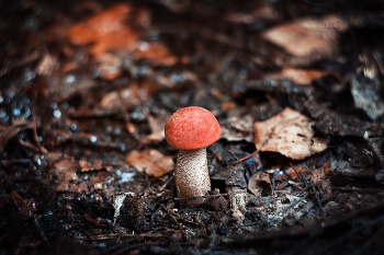 Orange-cap boletus / ***