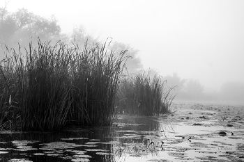 Autumn mist. / ***