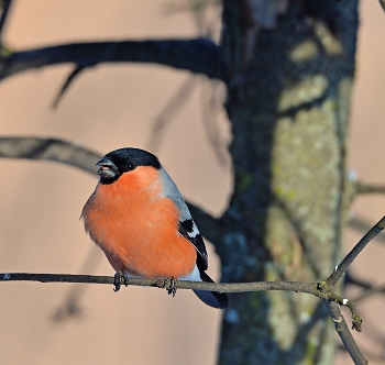 Bullfinch / ***