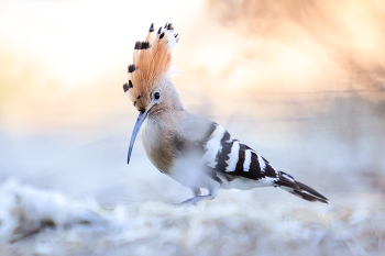 hoopoe / ***