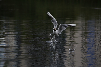 Dancing on the water / ***