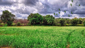 Riudoms - camp i cotorres - Baix Camp / Riudoms - camp i cotorres - Baix Camp