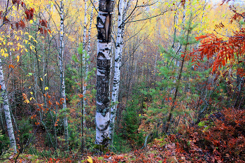 in the autumn forest / ***