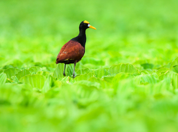 Northern jacana / Northern jacana