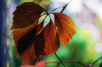 Fall Leaves / ***