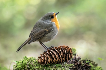 Bird singing / ***