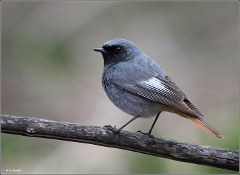 redstart / ***