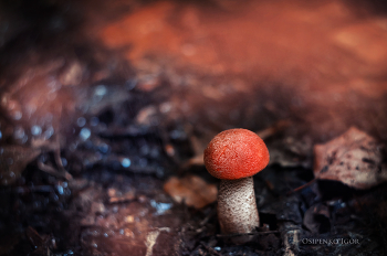 Orange-cap boletus / ***