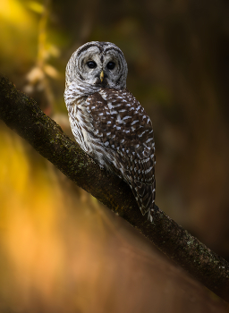 Barred Owl (immature) / Barred Owl (immature)