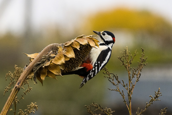 Great Spotted Woodpecker / ***