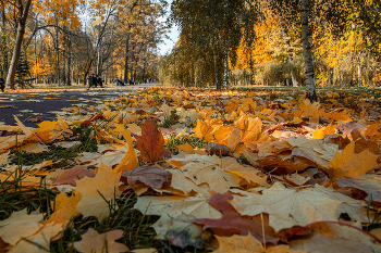 Autumn colors. / ***