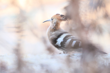 hoopoe / ***