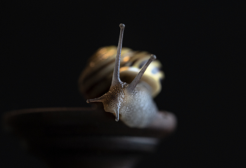 Just snail / ***